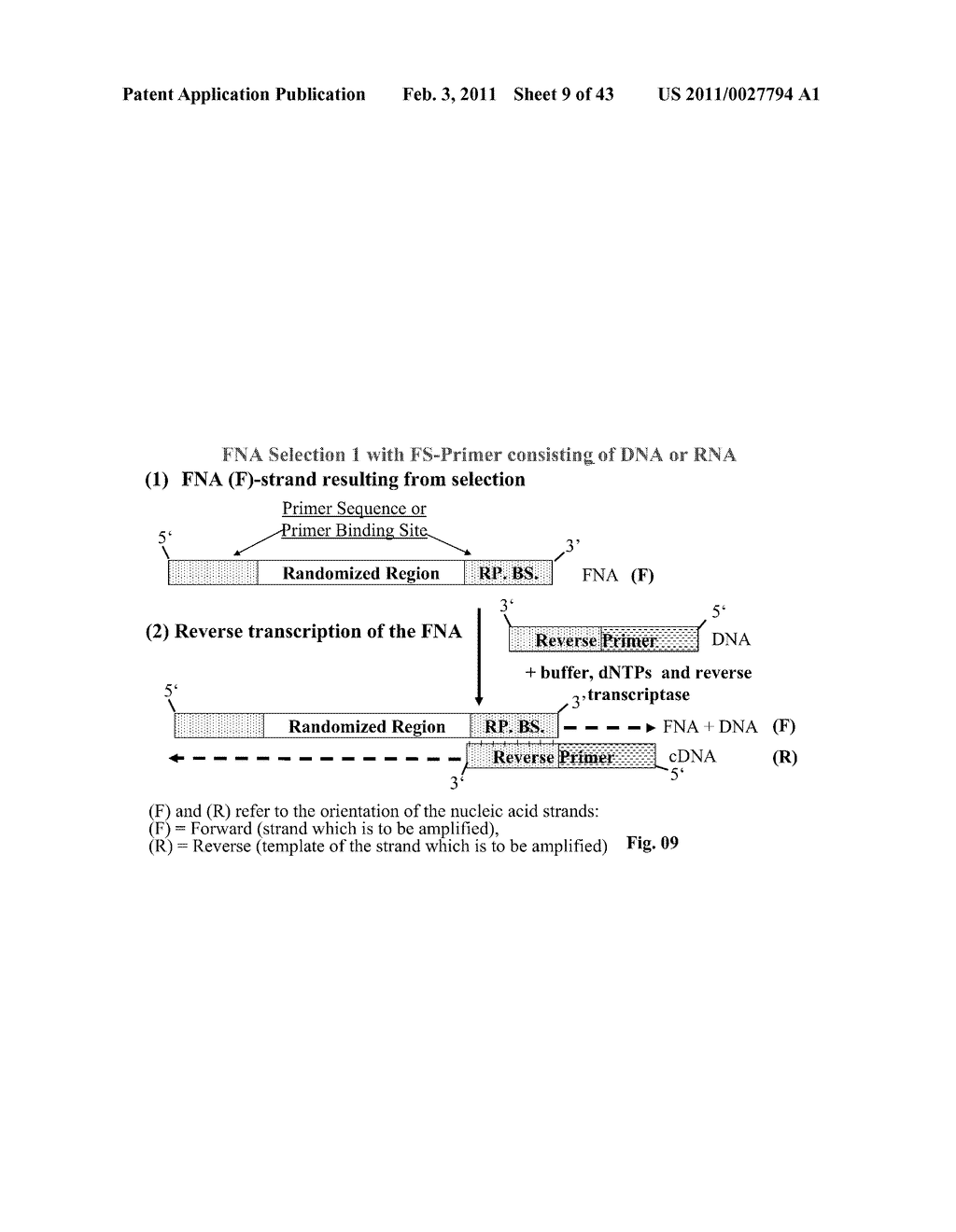 Method for Synthesizing Nucleic Acids, and Application Thereof - diagram, schematic, and image 10