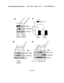 EphA KINASE CANCER DIAGNOSTIC diagram and image