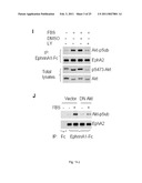 EphA KINASE CANCER DIAGNOSTIC diagram and image