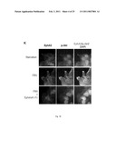 EphA KINASE CANCER DIAGNOSTIC diagram and image