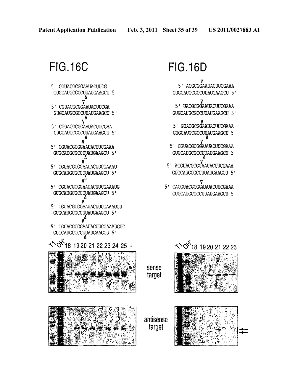 RNA INTERFERENCE MEDIATING SMALL RNA MOLECULES - diagram, schematic, and image 36