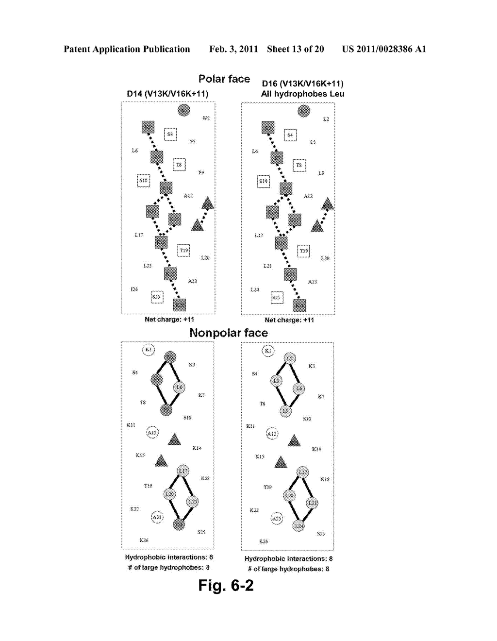 Antimicrobial Peptides - diagram, schematic, and image 14