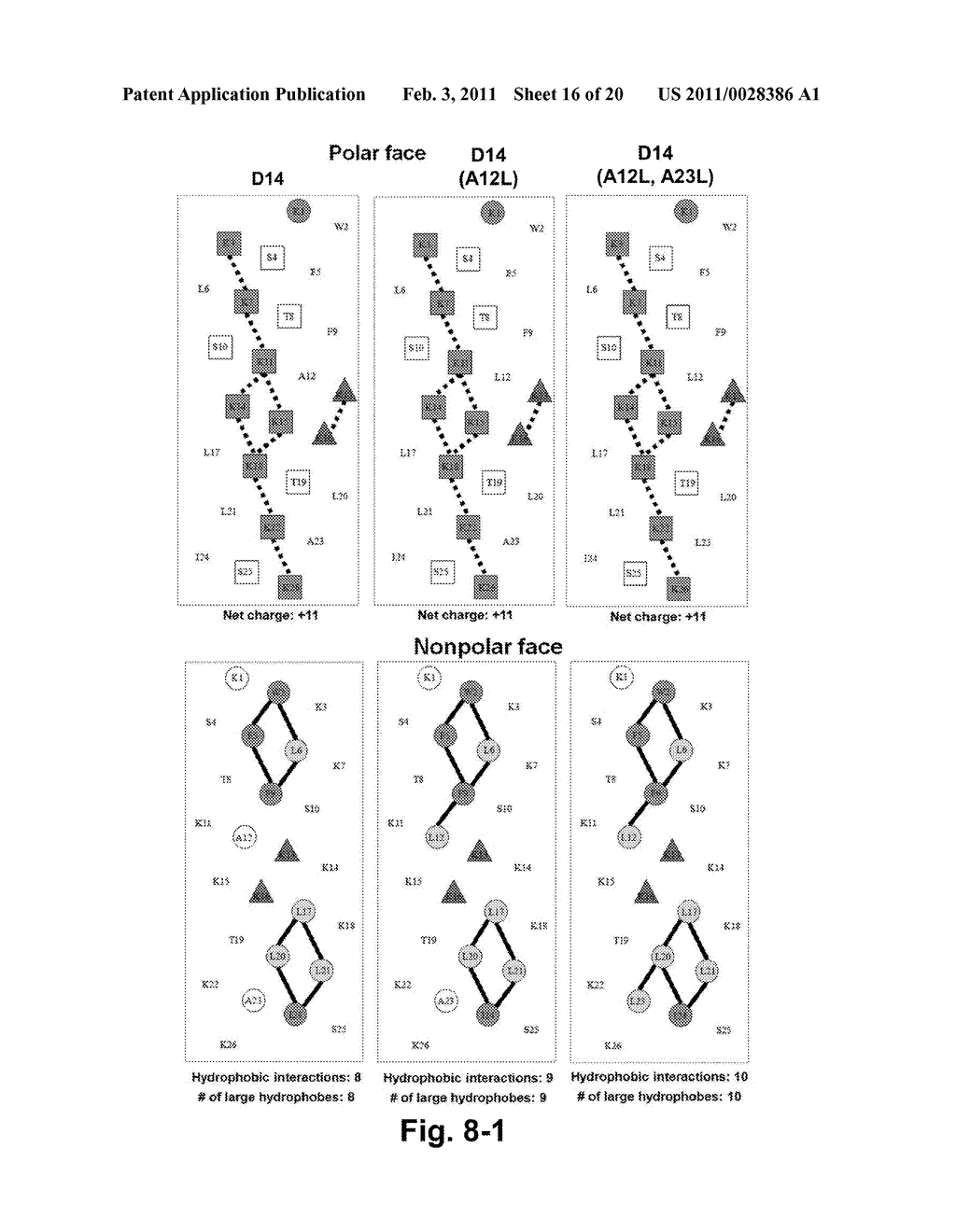 Antimicrobial Peptides - diagram, schematic, and image 17