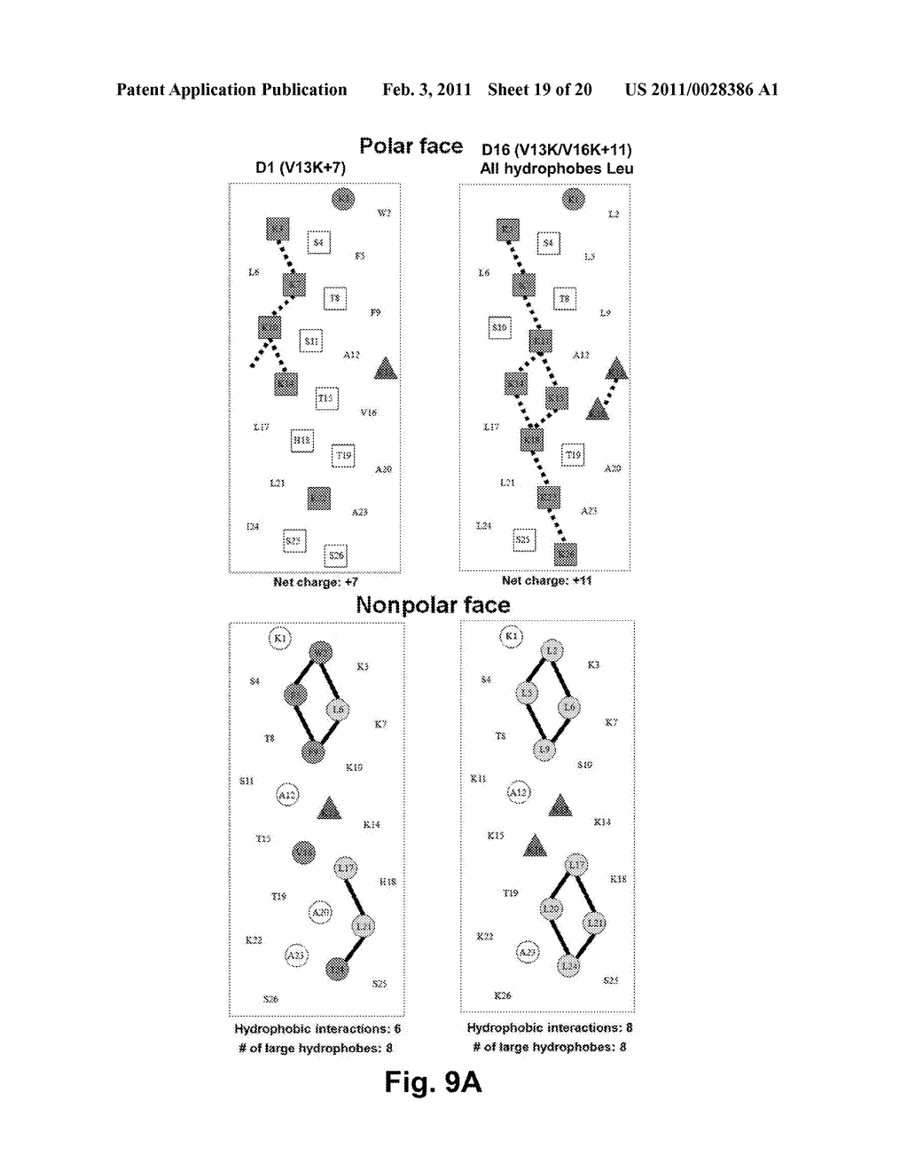 Antimicrobial Peptides - diagram, schematic, and image 20