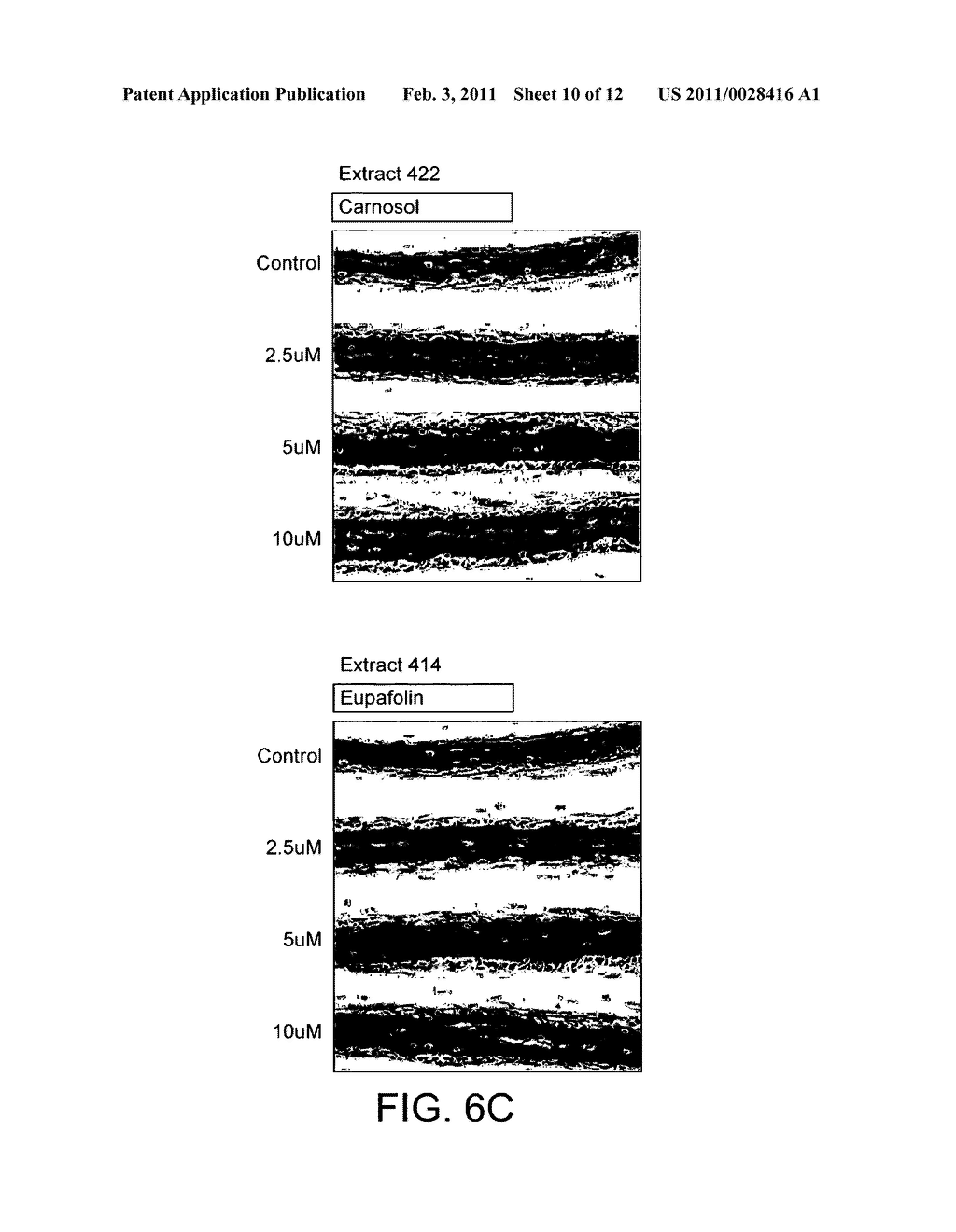 NUTRITIONAL COMPOSITIONS FOR PROMOTION OF BONE GROWTH AND MAINTENANCE OF BONE HEALTH COMPRISING EXTRACTS OF FOR EXAMPLE ROSEMARY OR CARAWAY - diagram, schematic, and image 11