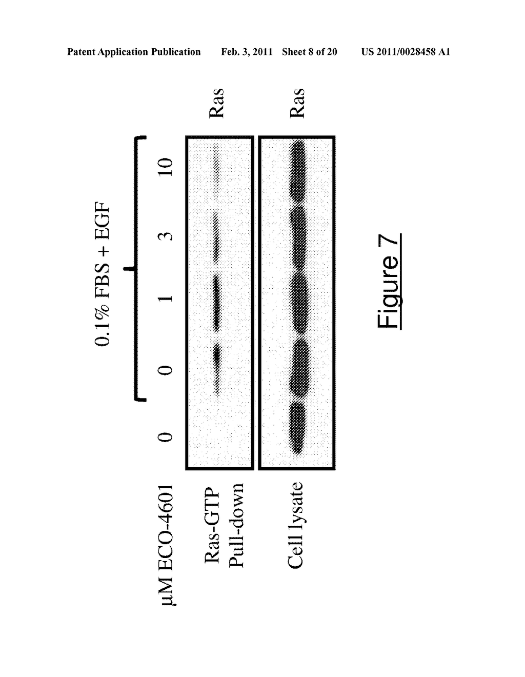 INHIBITION OF CELL MIGRATION BY A FARNESYLATED DIBENZODIAZEPINONE - diagram, schematic, and image 09