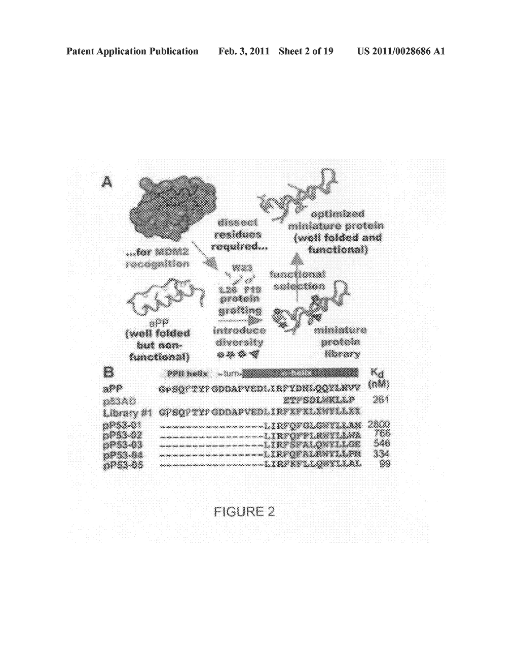 Protein binding miniature proteins - diagram, schematic, and image 03