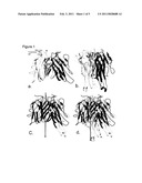 CRYSTAL STRUCTURE OF OX40L AND OX40L COMPLEXED WITH OX40 RECEPTOR diagram and image