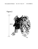 CRYSTAL STRUCTURE OF OX40L AND OX40L COMPLEXED WITH OX40 RECEPTOR diagram and image