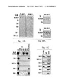 NOVEL BAG PROTEINS AND NUCLEIC ACID MOLECULES ENCODING THEM diagram and image