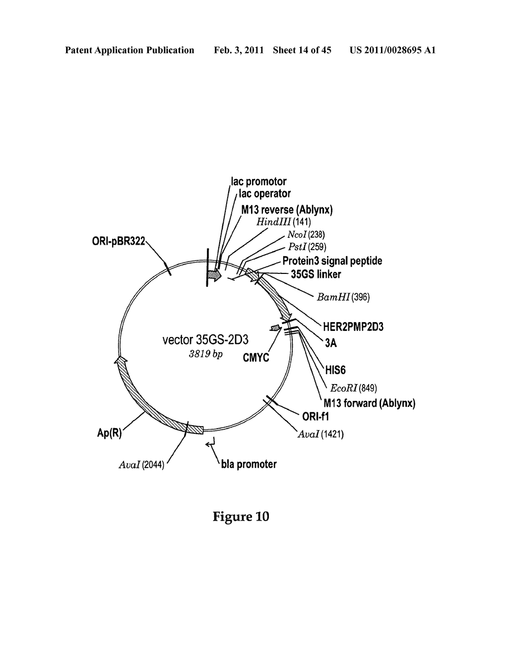 METHOD FOR OBTAINING POLYPEPTIDE CONSTRUCTS COMPRISING TWO OR MORE SINGLE DOMAIN ANTIBODIES - diagram, schematic, and image 15