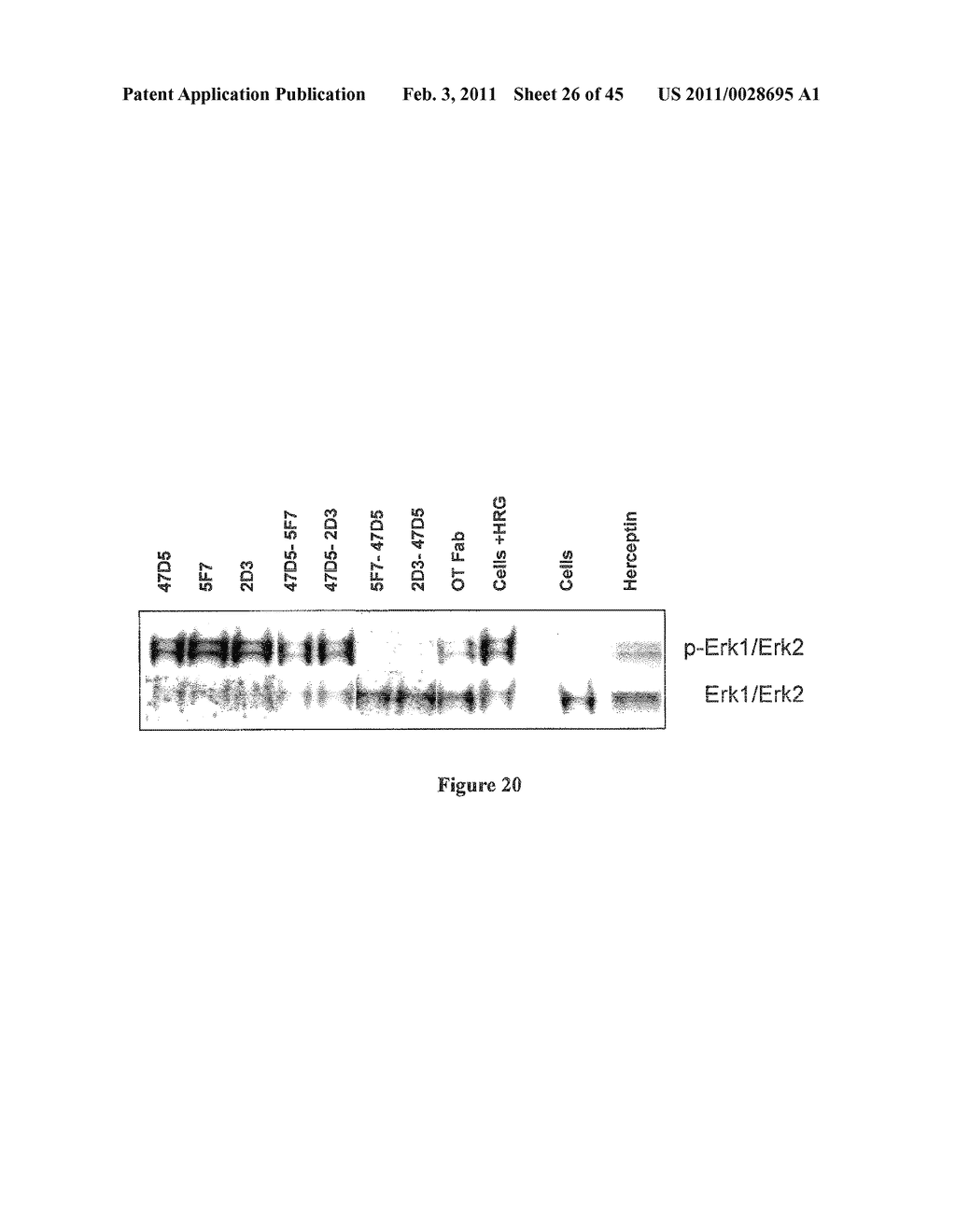 METHOD FOR OBTAINING POLYPEPTIDE CONSTRUCTS COMPRISING TWO OR MORE SINGLE DOMAIN ANTIBODIES - diagram, schematic, and image 27