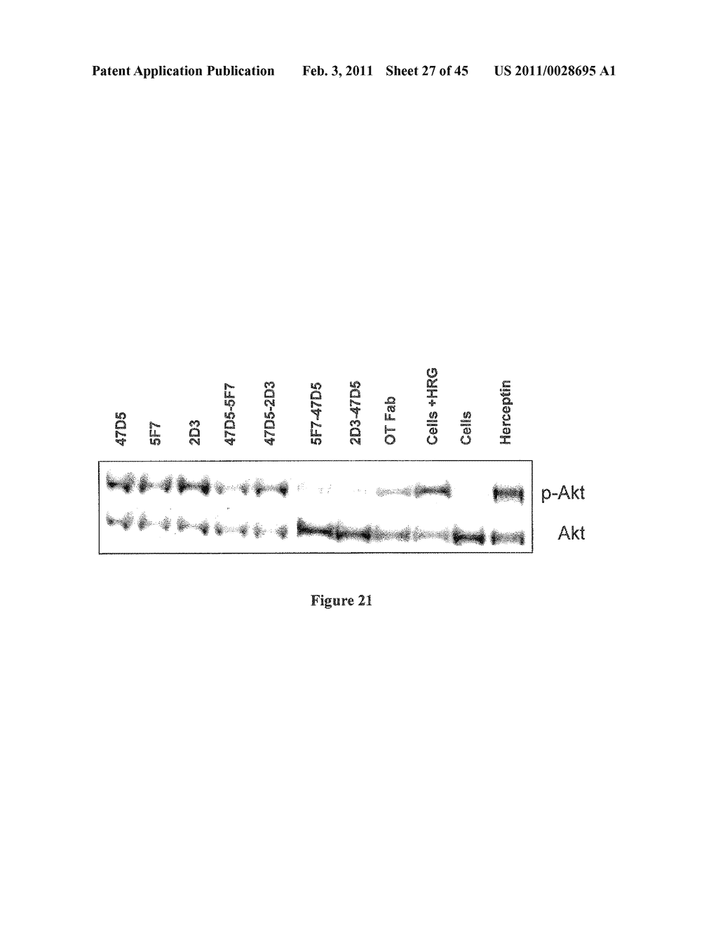 METHOD FOR OBTAINING POLYPEPTIDE CONSTRUCTS COMPRISING TWO OR MORE SINGLE DOMAIN ANTIBODIES - diagram, schematic, and image 28