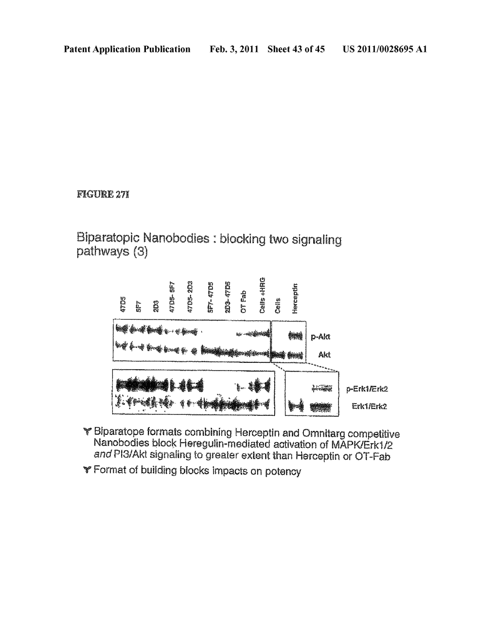 METHOD FOR OBTAINING POLYPEPTIDE CONSTRUCTS COMPRISING TWO OR MORE SINGLE DOMAIN ANTIBODIES - diagram, schematic, and image 44