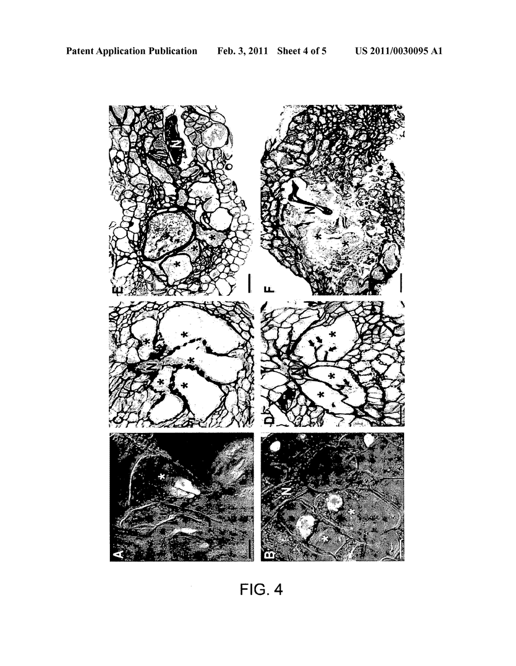 METHOD FOR INCREASING THE RESISTANCE OF A PLANT TO ENDOPARASITIC NEMATODES - diagram, schematic, and image 05