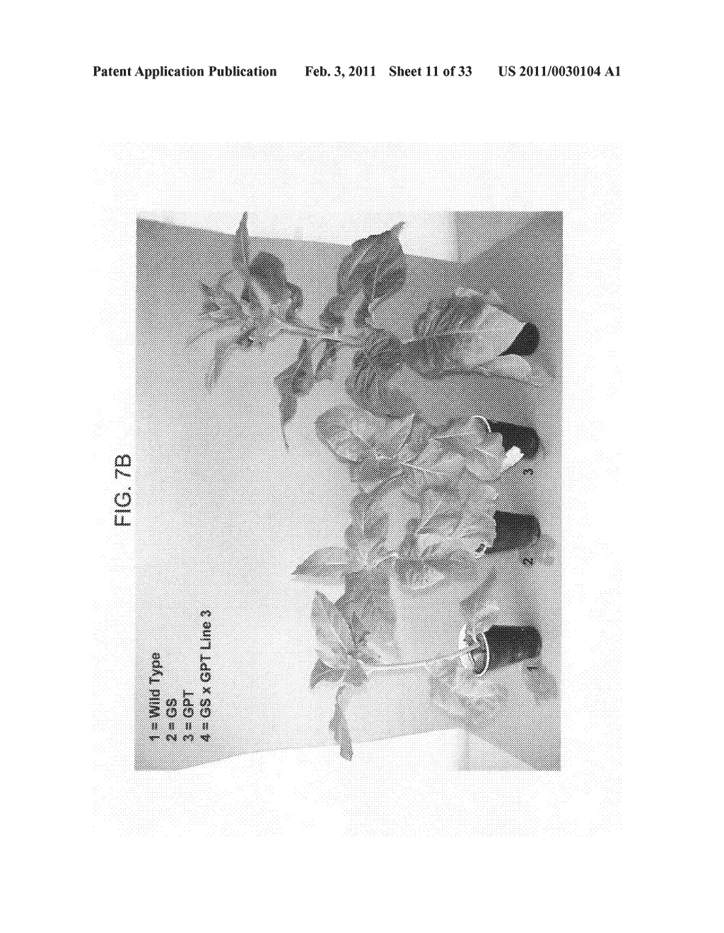 Nucleic acids encoding plant glutamine phenylpyruvate transaminase (GPT) and uses thereof - diagram, schematic, and image 12