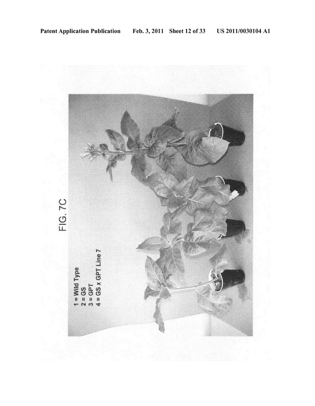 Nucleic acids encoding plant glutamine phenylpyruvate transaminase (GPT) and uses thereof - diagram, schematic, and image 13