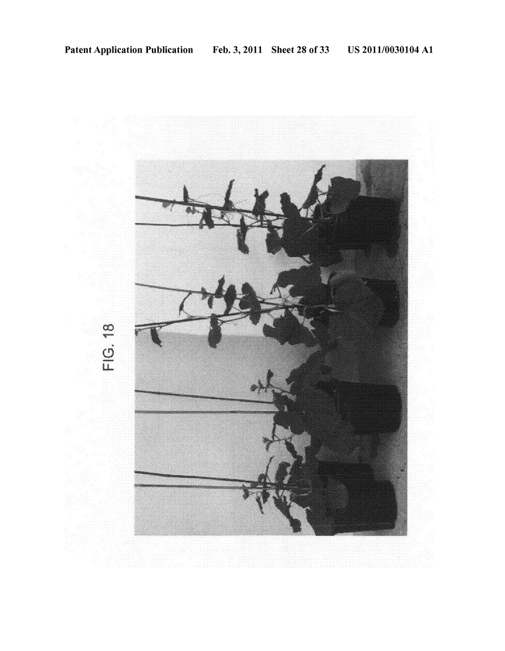 Nucleic acids encoding plant glutamine phenylpyruvate transaminase (GPT) and uses thereof - diagram, schematic, and image 29