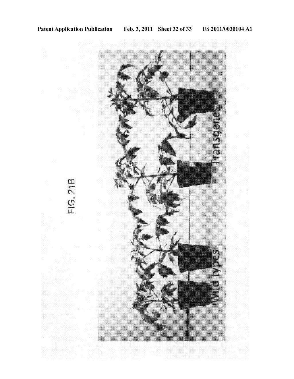 Nucleic acids encoding plant glutamine phenylpyruvate transaminase (GPT) and uses thereof - diagram, schematic, and image 33