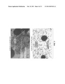 CULTURED THREE-DIMENSIONAL TISSUES AND USES THEREOF diagram and image