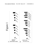 INTERLEUKIN-17F ANTIBODIES AND OTHER IL-17F SIGNALING ANTAGONISTS AND USES THEREFOR diagram and image