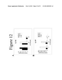 INTERLEUKIN-17F ANTIBODIES AND OTHER IL-17F SIGNALING ANTAGONISTS AND USES THEREFOR diagram and image