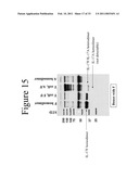 INTERLEUKIN-17F ANTIBODIES AND OTHER IL-17F SIGNALING ANTAGONISTS AND USES THEREFOR diagram and image