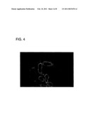 CANINE THYMIC STROMAL LYMPHOPOIETIN PROTEIN AND USES THEREOF diagram and image