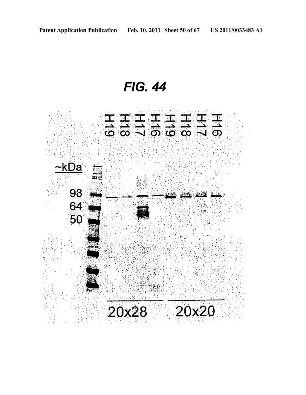 SINGLE-CHAIN MULTIVALENT BINDING PROTEINS WITH EFFECTOR FUNCTION - diagram, schematic, and image 51