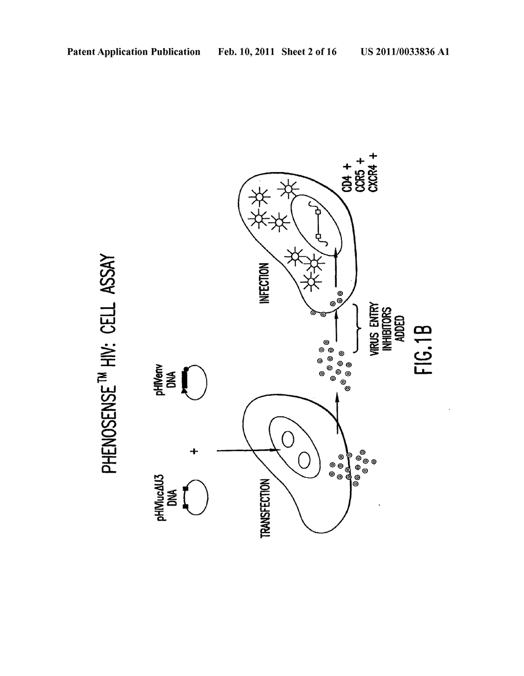 METHODS FOR DETERMINING THE PRESENCE OF ANTIBODIES BLOCKING VIRAL INFECTION - diagram, schematic, and image 03