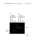 IMMORTALIZED HUMAN CD4-POSITIVE CELL AND ITS USE FOR DETERMINING THE PHENOTYPE OF A HUMAN IMMUNODEFICIENCY VIRUS TYPE 1 diagram and image