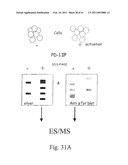 PD-1, A Receptor for B7-4, and Uses Therefor diagram and image