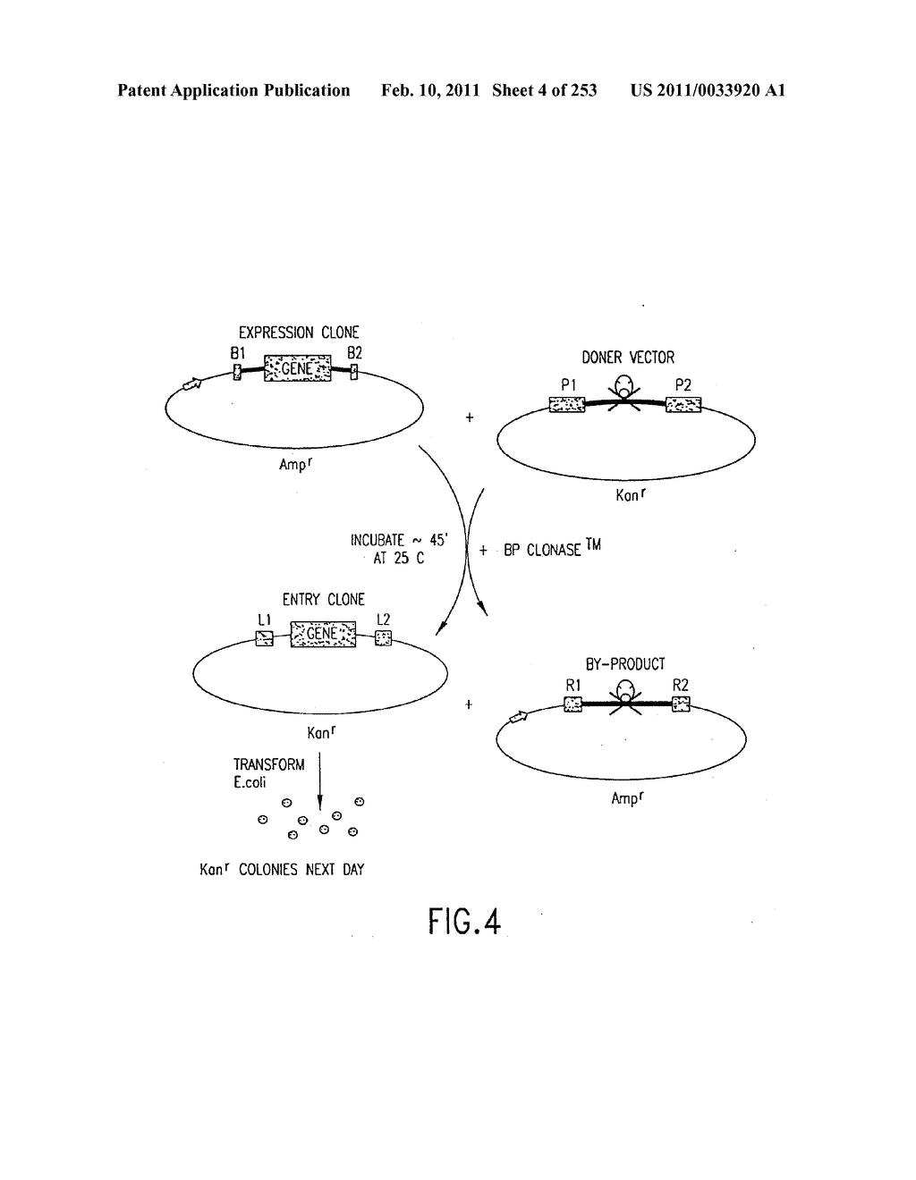 COMPOSITIONS AND METHODS FOR USE IN RECOMBINATIONAL CLONING OF NUCELIC ACIDS - diagram, schematic, and image 05