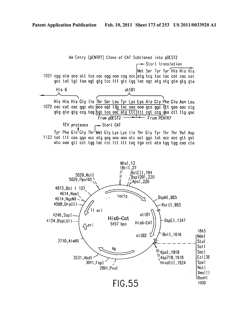 COMPOSITIONS AND METHODS FOR USE IN RECOMBINATIONAL CLONING OF NUCELIC ACIDS - diagram, schematic, and image 174