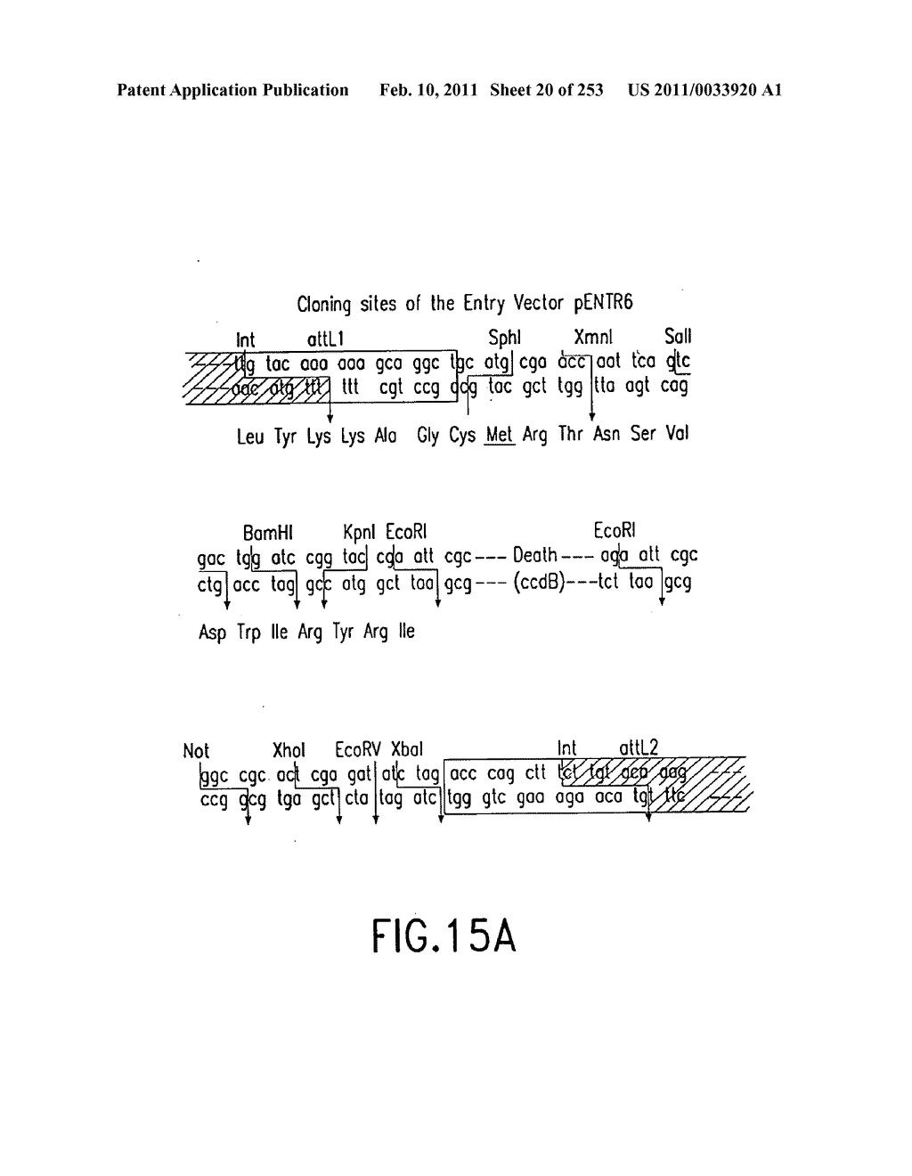 COMPOSITIONS AND METHODS FOR USE IN RECOMBINATIONAL CLONING OF NUCELIC ACIDS - diagram, schematic, and image 21