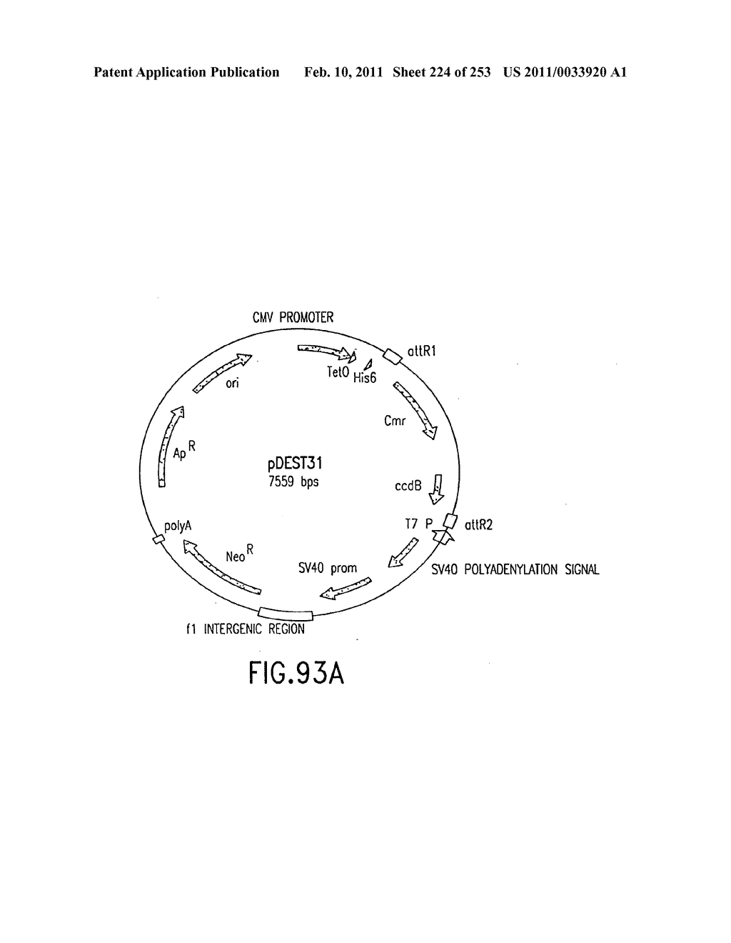 COMPOSITIONS AND METHODS FOR USE IN RECOMBINATIONAL CLONING OF NUCELIC ACIDS - diagram, schematic, and image 225