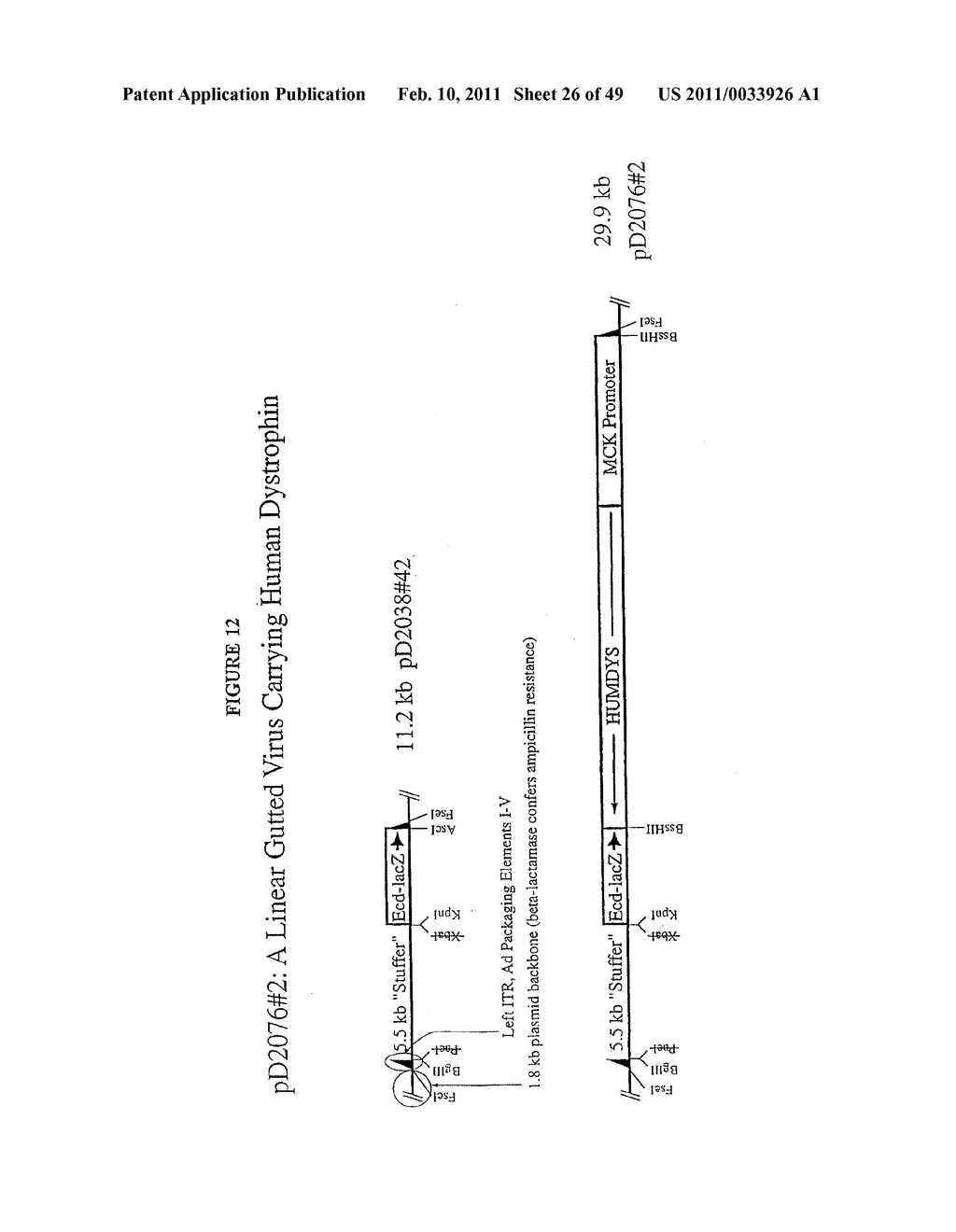 Production Of Viral Vectors - diagram, schematic, and image 27