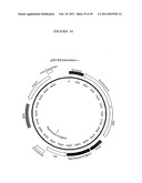 Production Of Viral Vectors diagram and image