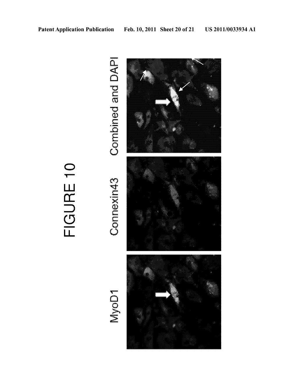 Transcriptome Transfer Produces Cellular Phenotype Conversion - diagram, schematic, and image 21