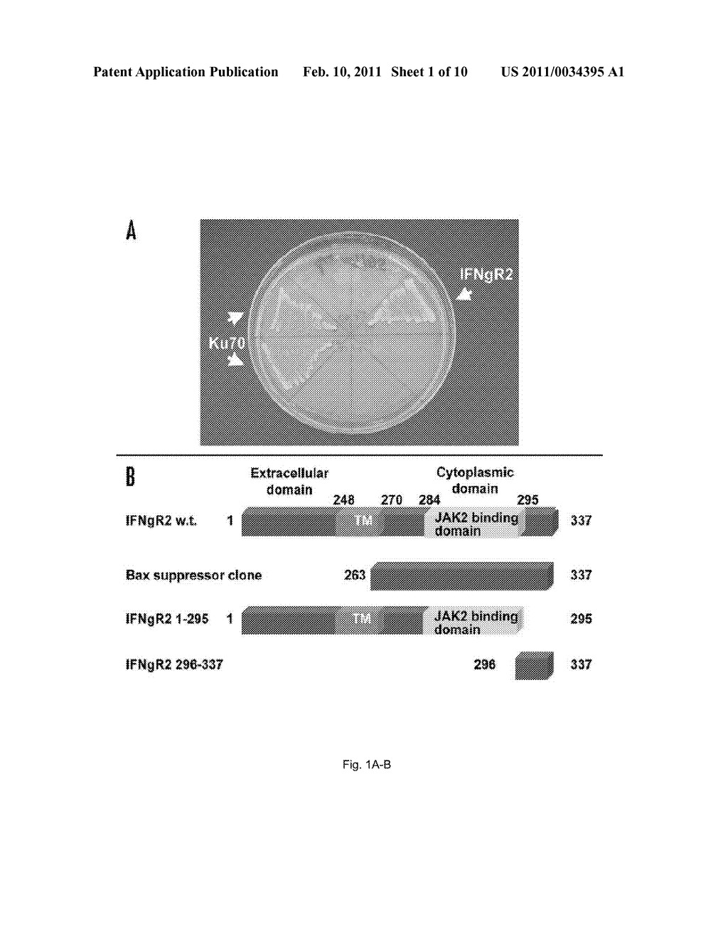 COMPOSITIONS AND METHODS OF INHIBITING APOPTOSIS - diagram, schematic, and image 02