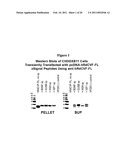 METHODS TO PRODUCE ROD-DERIVED CONE VIABILITY FACTOR (RDCVF) diagram and image
