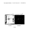 Systems for Expression of Heterologous Proteins in M. Capsulatus diagram and image