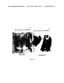 Systems for Expression of Heterologous Proteins in M. Capsulatus diagram and image