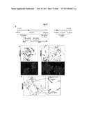 RECURRENT GENE FUSIONS IN PROSTATE CANCER diagram and image