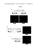 RECURRENT GENE FUSIONS IN PROSTATE CANCER diagram and image