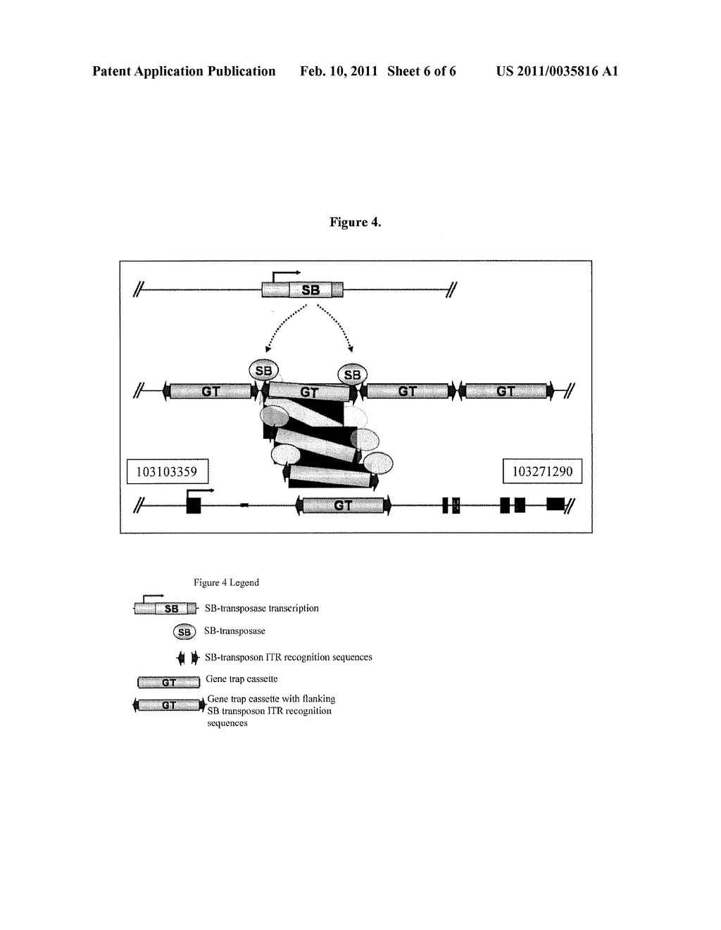 Genetically Modified Rat Models for Drug Metabolism - diagram, schematic, and image 07