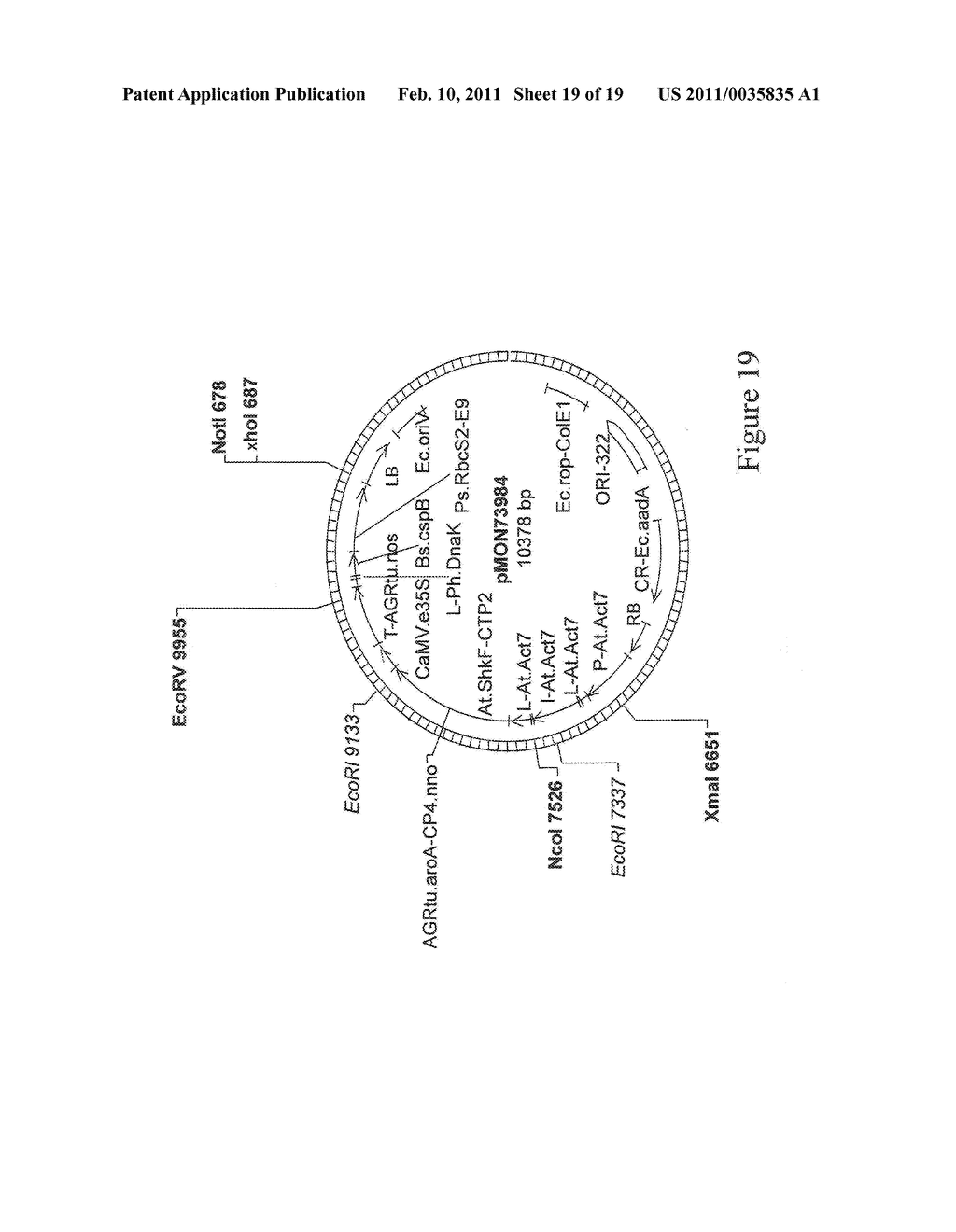 Methods for Enhancing Stress Tolerance in Plants and Compositions Thereof - diagram, schematic, and image 20