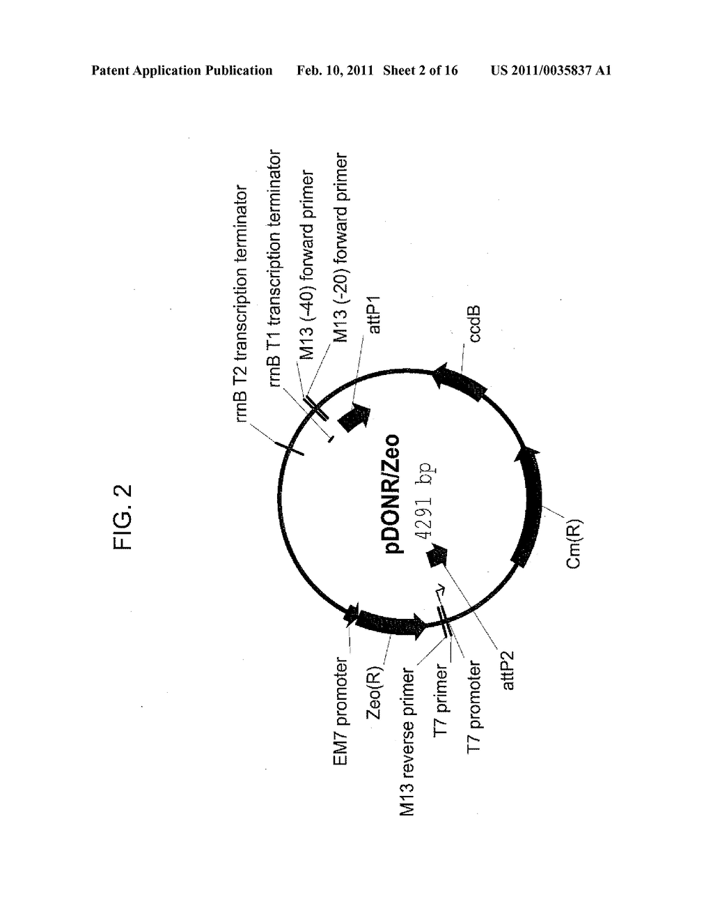 PLANTS HAVING ALTERED AGRONOMIC CHARACTERISTICS UNDER NITROGEN LIMITING CONDITIONS AND RELATED CONSTRUCTS AND METHODS INVOLVING GENES ENCODING LNT3 POLYPEPTIDES - diagram, schematic, and image 03