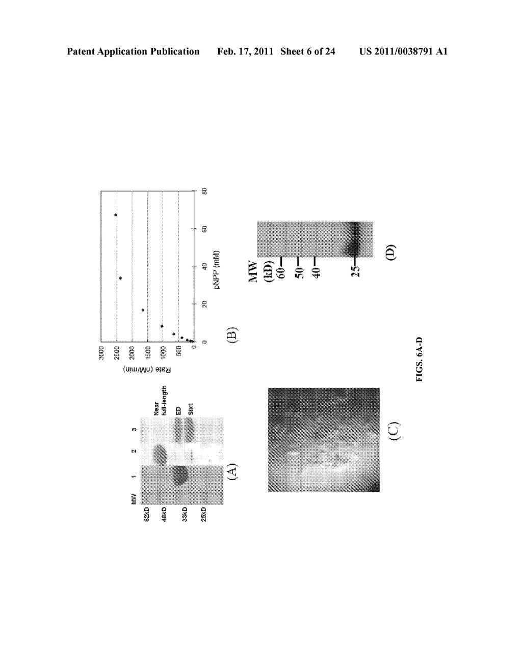 METHODS FOR INHIBITING SIX1 AND EYA PROTEINS - diagram, schematic, and image 07