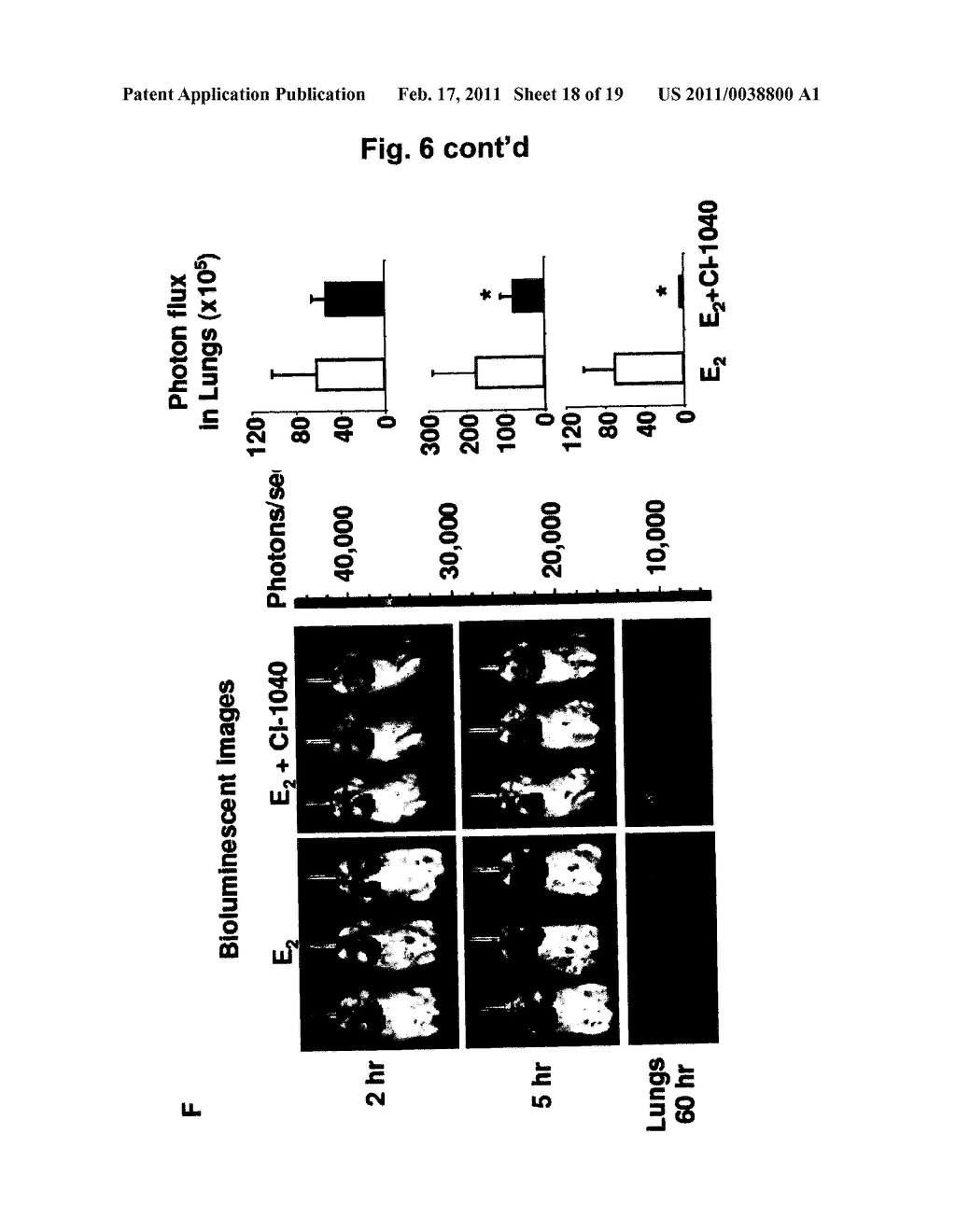 METHOD FOR THE TREATMENT OR PROPHYLAXIS OF LYMPHAGIOLEIOMYMATOSIS (LAM) AND ANIMAL MODEL FOR USE IN LAM RESEARCH - diagram, schematic, and image 19